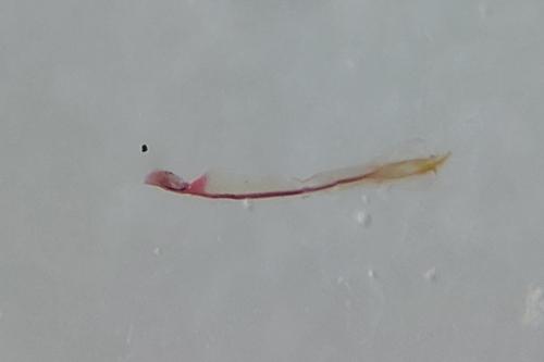 Phyllonorycter lapadiella